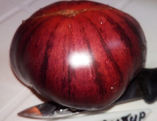 Когти Сибирского тигра